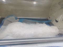 -半岛宠物医院24小时(西派城店)