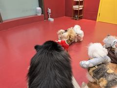 -和它·交个朋友·狗咖猫咖(爱琴海店)