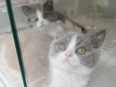 -lincat·猫舍(广州店)