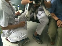 -中农大我爱我爱24h动物医院·中医针灸·猫专科·骨科医疗中心(双井店)