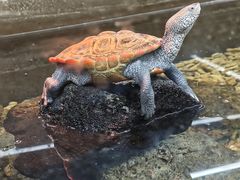 -上海大自然野生昆虫馆(东方明珠·爬宠昆虫探索中心)