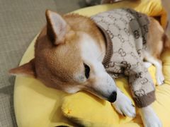 -逗柴咖啡屋·狗咖猫咖宠物桌游