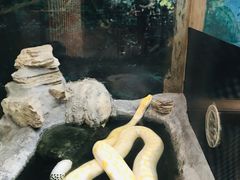 -上海大自然野生昆虫馆(东方明珠·爬宠昆虫探索中心)