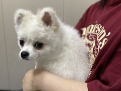 -瑞鹏宠物医院·爱宠堂·骨外专科(西荷分院)