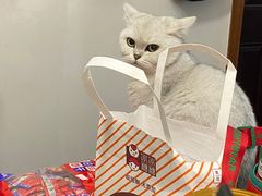 -安安宠医·安宠宠物医院