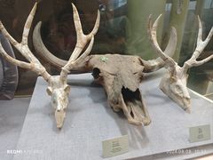 -烟台自然博物馆