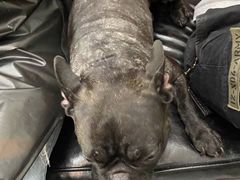 -喵汪萌宠屋旗舰店.洗澡美容.猫狗基地