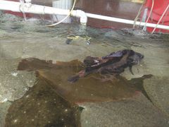 -四海鲜渔家菜(黄金海岸店)