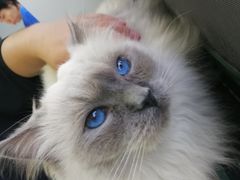 -喵的天空名猫咖啡馆·撸猫·猫舍·用品