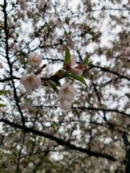 点击看大图 -晴川假日酒店·宴会厅·会议厅