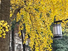 -四川大学(望江校区)