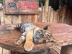 -云南野生动物园