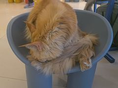 -平行世界·猫咖(首经贸店)