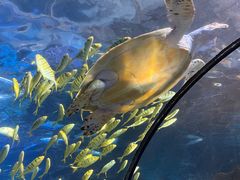 -太平洋海底世界