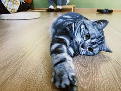 -柯斗斗主题餐厅·狗咖·围炉煮茶·茶饮(国瑞升平里店)