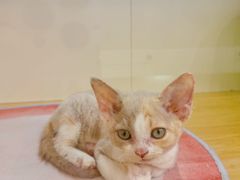 -青奢宠物·青奢猫舍