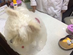 -宠爱国际动物医院· 猫科· 外科·中兽医(长白店)