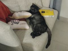 -纳吉亚猫专科动物医院博雅分院