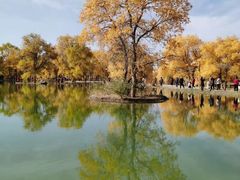 -金塔沙漠胡杨林景区