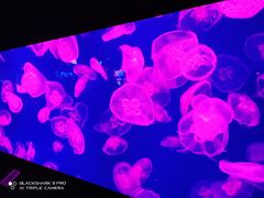 -成都浩海立方海洋公园