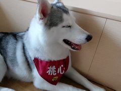 桃心-Husky Go! 哈士奇体验馆·宠物咖啡厅狗咖