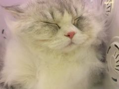 -momokira米努特·德文卷毛猫·棉花面纱犬