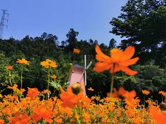 -顺峰山公园