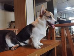 -萌喵咖啡屋(人民东路4号口M16商铺店)