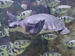 -迪拜水族馆及水下动物园