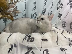 -爱洗澡的猫(望京店)