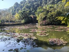 -野象谷景区