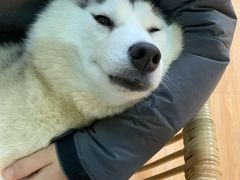 -Husky Go! 哈士奇体验馆·宠物咖啡厅狗咖