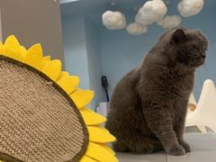 -糯米喵星人·撸猫猫舍咖啡馆(西市场嘉华店)