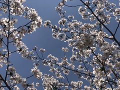 -高东镇樱花园