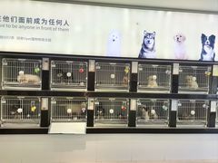-翊宠yipet猫狗购宠庄园犬舍•猫舍