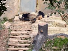-中国大熊猫保护研究中心雅安碧峰峡基地