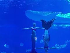 -烟台海昌鲸鲨海洋公园