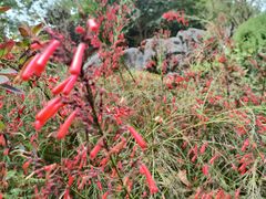 -东莞植物园