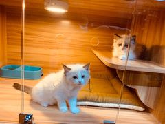 -猫十亿·布偶金渐层·曼基康矮脚猫舍(青年路店)