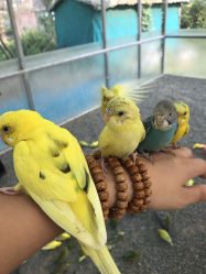 -萌宠亲子动物乐园(槐房万达店)