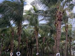-三亚海棠湾仁恒皇冠假日酒店·大堂吧