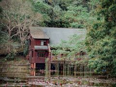 -野象谷景区