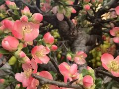 -双季花艺园艺市场(浦东店)
