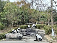 -都江堰中华大熊猫苑
