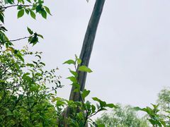 -自然谷恐龙园