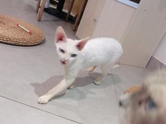 -Heymao猫咖.咖啡厅(东门店)