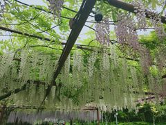 -嘉定紫藤园