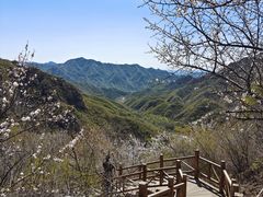 -大岭沟猕猴桃谷风景区
