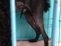 -顺强宠物诊所·狂犬免疫·夜诊·骨科(嘉定店)