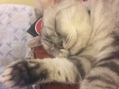 -猫色咖啡·猫咖